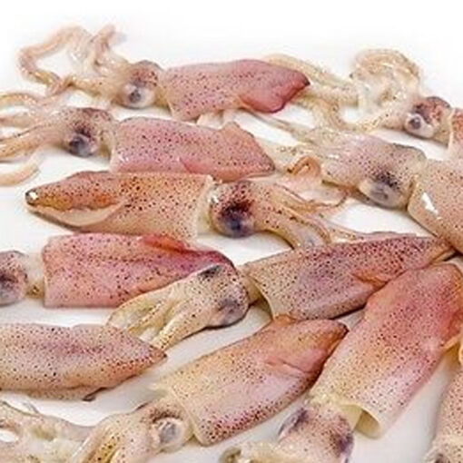 frozen squid bait