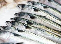 mackerel as bait